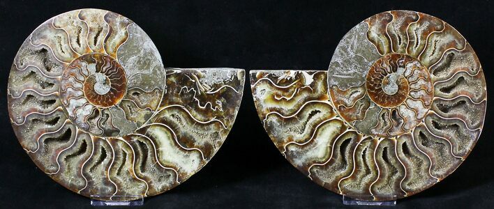 Split Agatized Ammonite - Million Years #18828